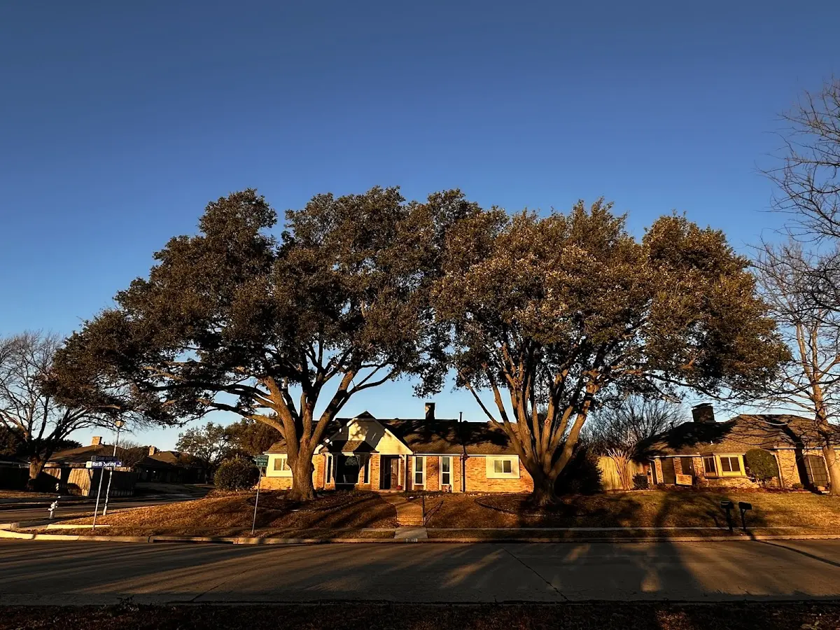 Established residential canopy tree shading a home in Westover